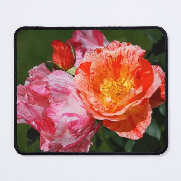 Item preview, Red Scentimental Roses designed and sold by Joy Watson - Natural Light Photography .
