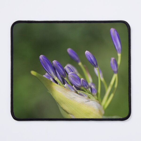 Item preview, Agapanthus Has Legs designed and sold by Joy Watson - Natural Light Photography .
