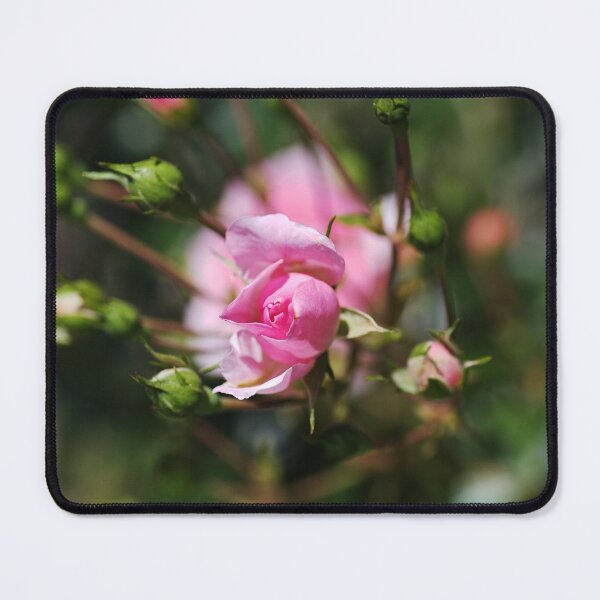 Item preview, Rose Pink Buds Reaching Out  designed and sold by Joy Watson - Natural Light Photography .