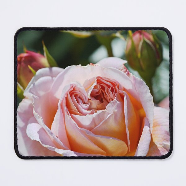 Item preview, The Abraham Darby Rose designed and sold by Joy Watson - Natural Light Photography .