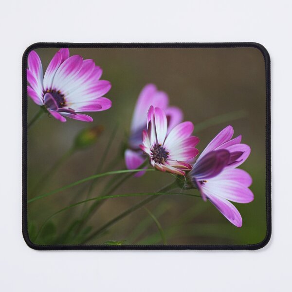 Item preview, Wonderful Cape Daisies designed and sold by Joy Watson - Natural Light Photography .