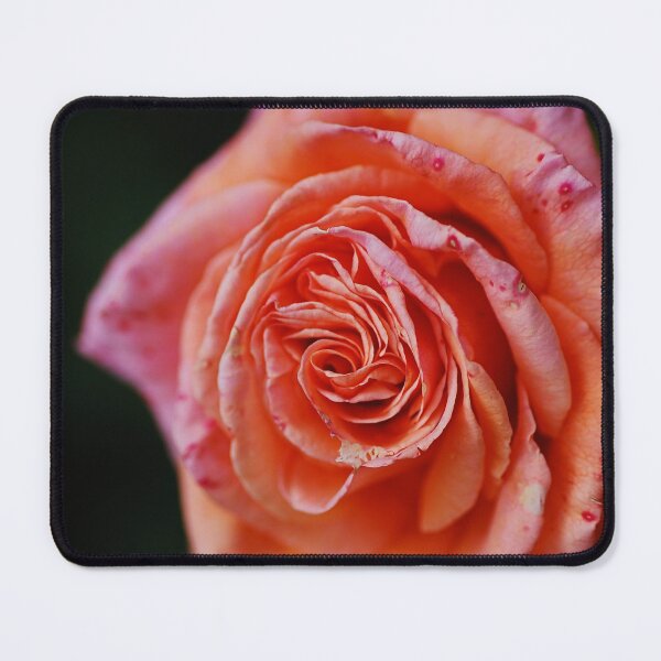 Item preview, Rose Orange Pink Splash designed and sold by Joy Watson - Natural Light Photography .