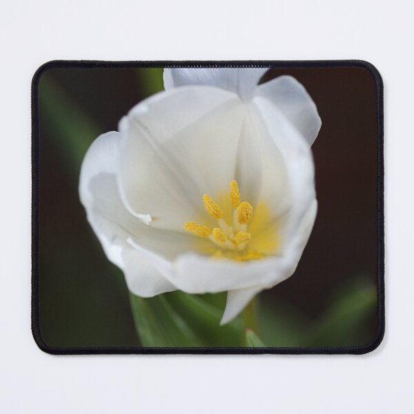 Item preview, The White Tulip Flower designed and sold by Joy Watson - Natural Light Photography .