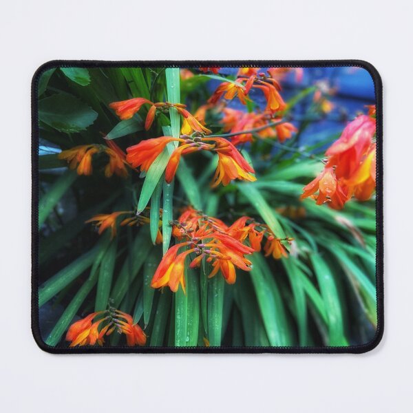 Item preview, Orange Crocosmia flowers by Lorraine (My-Joy) designed and sold by Lorraine Lashley - My Joy..