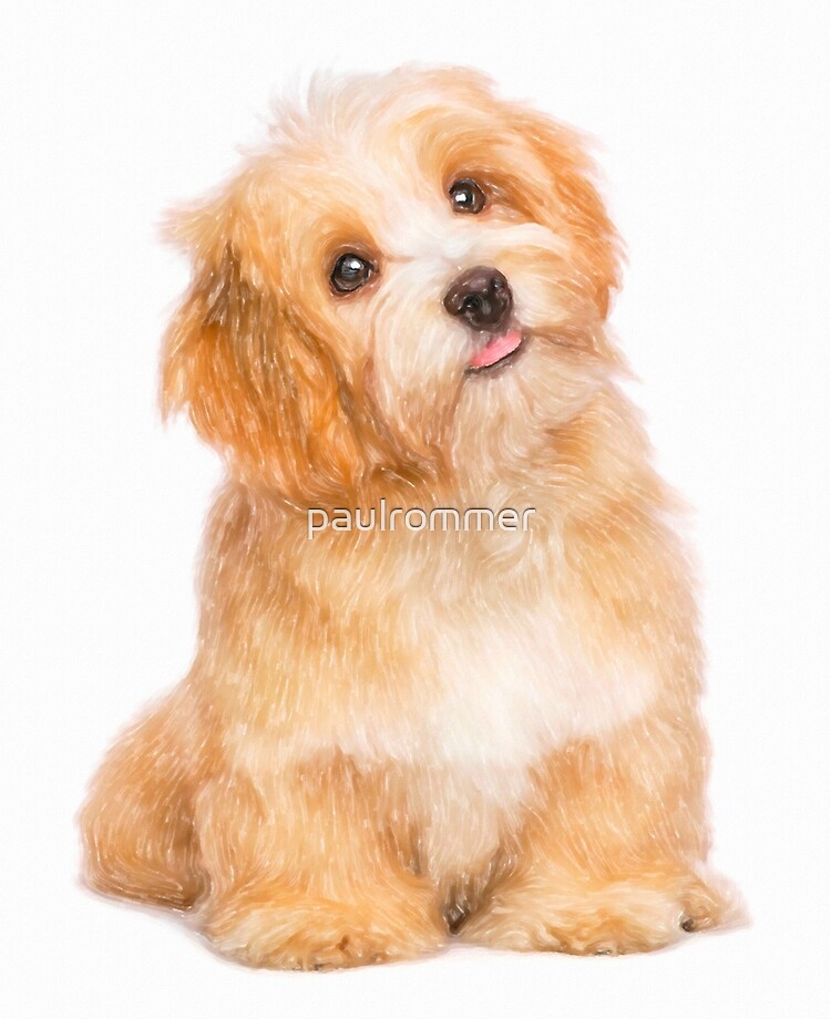 Bichon best sale havanese dog