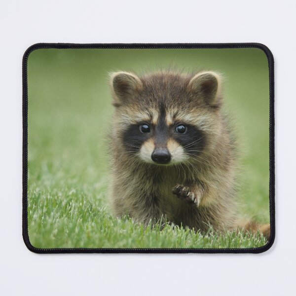 Item preview, Cute Raccoon walking on grass designed and sold by cgroenewald.