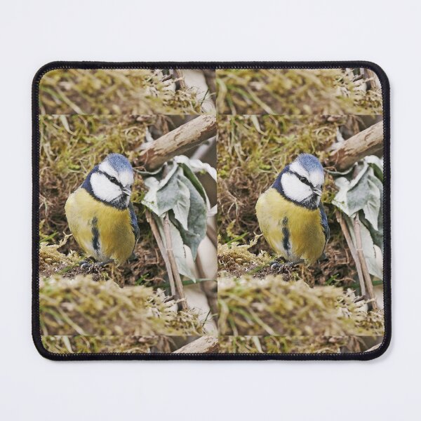 Item preview, r1459/ New Finition -  2021 -  mésange  b 10 (c)(t)   Olavia-Olao  Okaio Créations designed and sold by o.okaïo.
