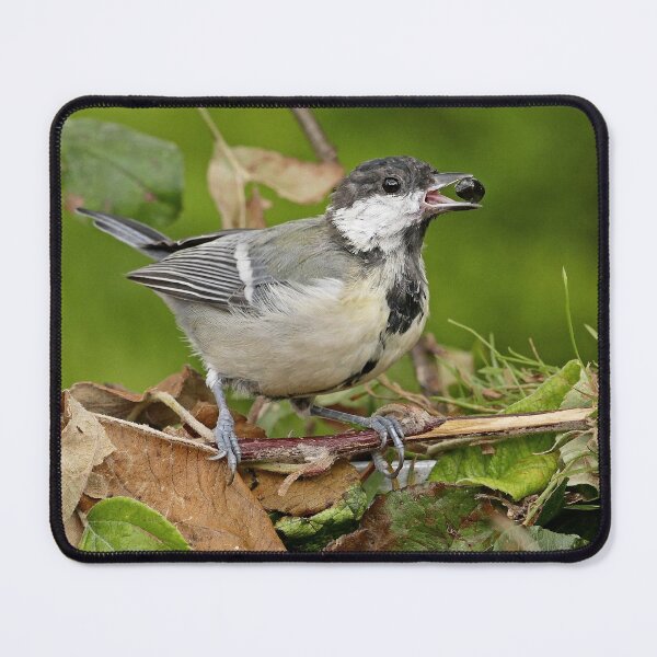 Item preview, r1469/ Super New Finition 2021- Birds  b 20 (c)(t)  by Olao-Olavia / Okaio Créations   designed and sold by o.okaïo.