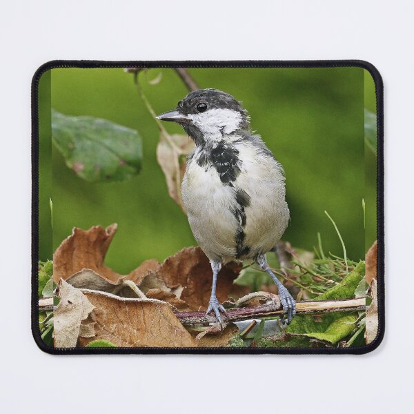 Item preview, r1471/ Super New Finition 2021- Birds  b 22 (c)(t)  by Olao-Olavia / Okaio Créations   designed and sold by o.okaïo.