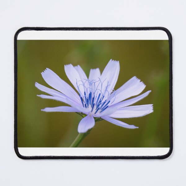 Item preview, Common chicory designed and sold by Anita van Gendt.