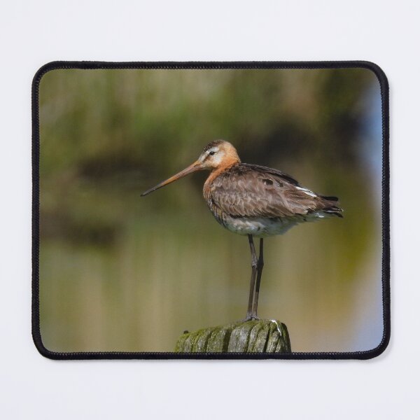 Item preview, Black tailed godwit designed and sold by Anita van Gendt.