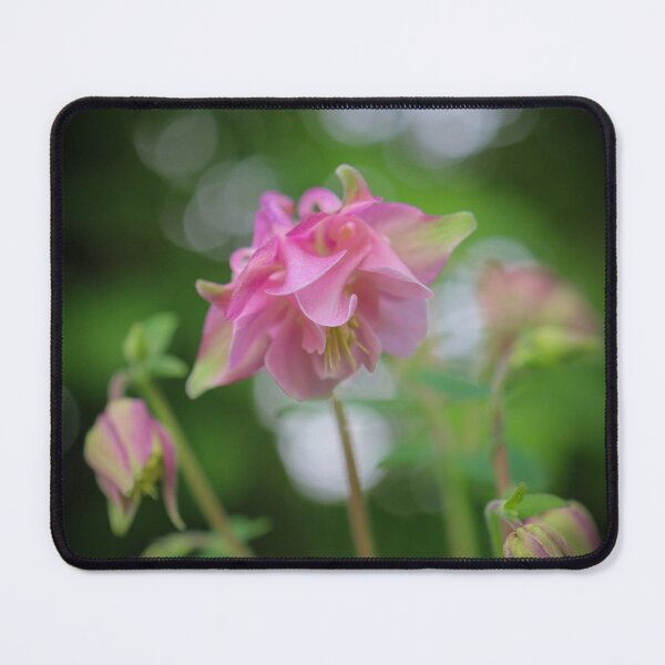 Item preview, Aquilegia vulgaris designed and sold by Anita van Gendt.