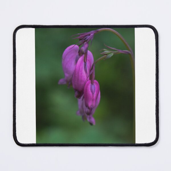 Item preview, Dicentra formosa designed and sold by Anita van Gendt.