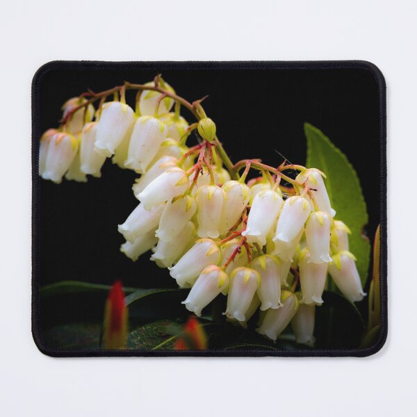 Item preview, pieris japonica designed and sold by Anita van Gendt.