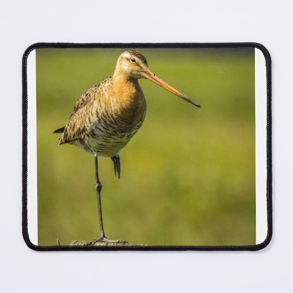 Item preview, Black tailed godwit in the Netherlands  designed and sold by Anita van Gendt.