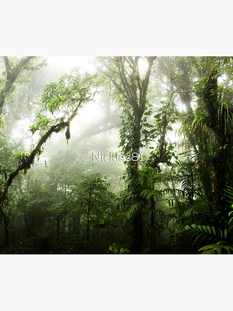 Cloud Forest by Nicklas81