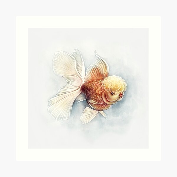 Oranda Goldfish Art Print