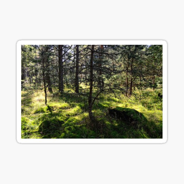 Sunny Woods Sticker
