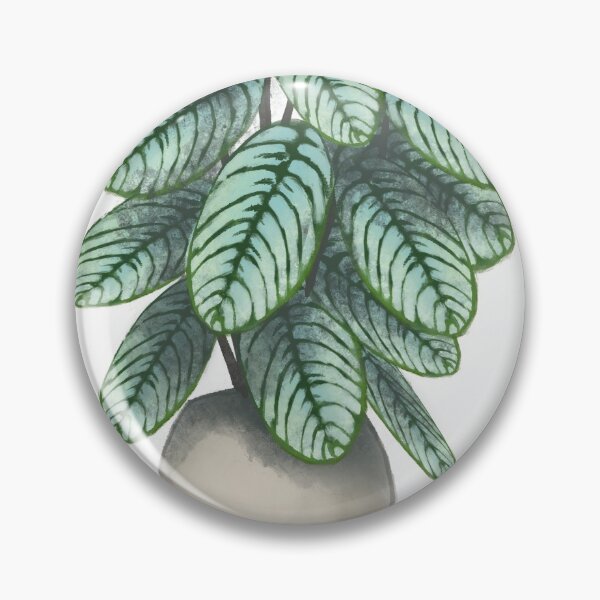 Item preview, Calathea Compact Star Houseplant  designed and sold by ikkalebob.