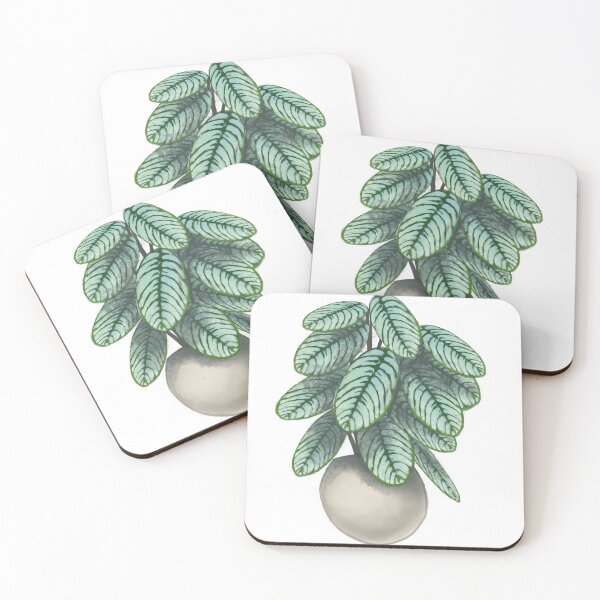 Item preview, Calathea Compact Star Houseplant  designed and sold by ikkalebob.