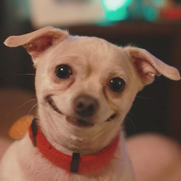 Artwork thumbnail, Dog by RickyCenter