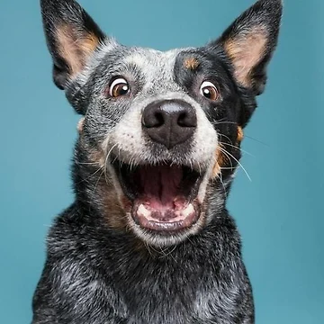 Artwork thumbnail, dog by RickyCenter