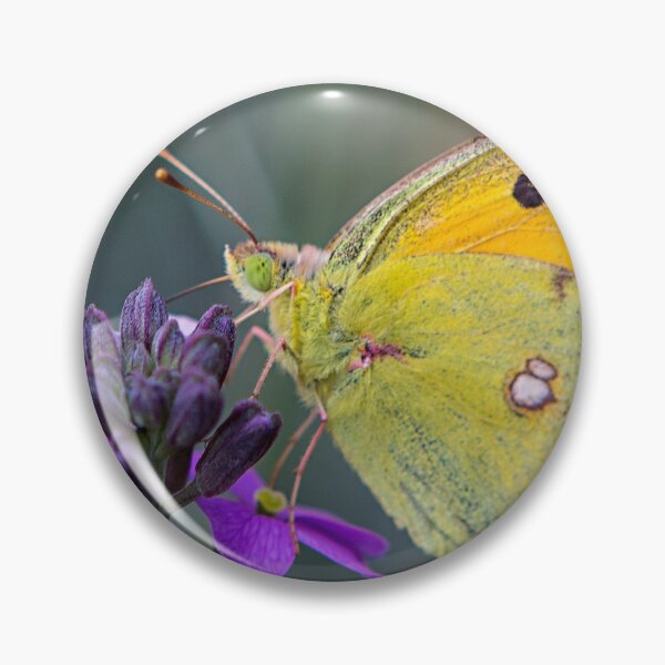 Item preview, Papillon designed and sold by Dave Hare Photography.