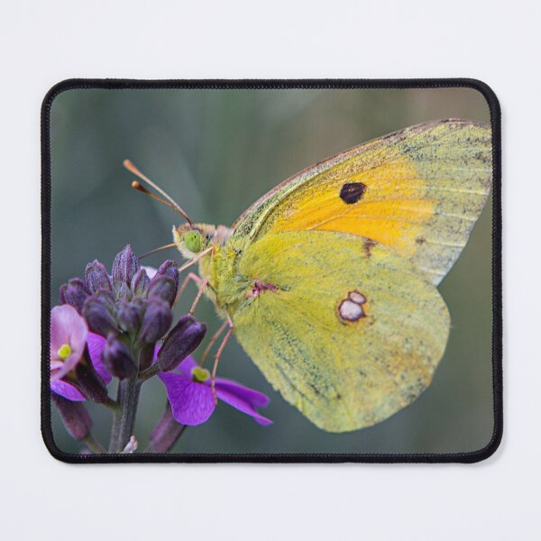 Item preview, Papillon designed and sold by Dave Hare Photography.