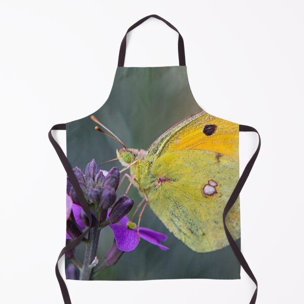 Item preview, Papillon designed and sold by Dave Hare Photography.