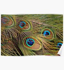 Peacock Feathers Poster