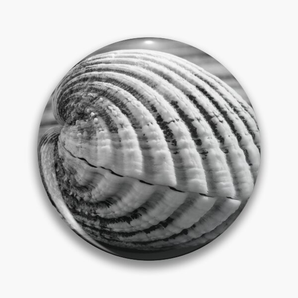 Item preview, Sea shell on wood designed and sold by Dave Hare Photography.