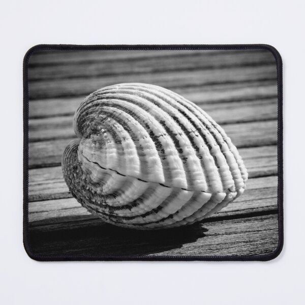 Item preview, Sea shell on wood designed and sold by Dave Hare Photography.