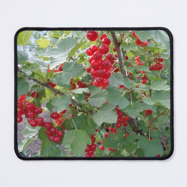 Item preview, Red currants designed and sold by Ana Belaj.