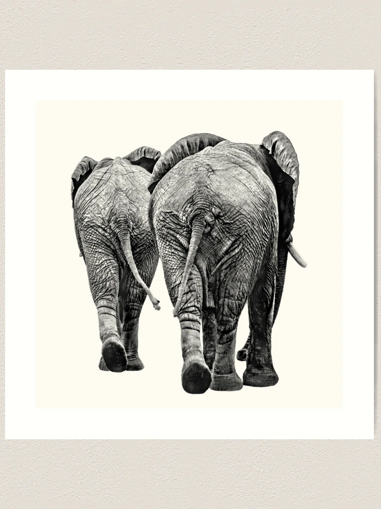 African Elephant Art Print 23 x 15 BW48