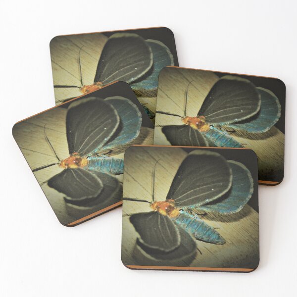 Item preview, Damp White-tipped black moth designed and sold by B. Randi Bailey.