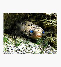 Ol' Blue Eyes Photographic Print