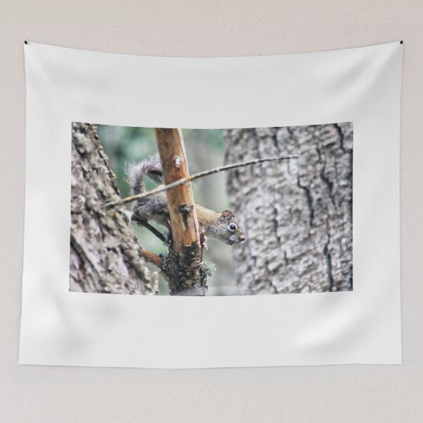 Item preview, Noisy squirrel designed and sold by zumi.