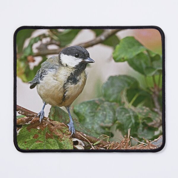 Item preview, r1472/ Super New Finition 2021- Birds b 23 (c)(t) by Olao-Olavia / Okaio Créations designed and sold by o.okaïo.