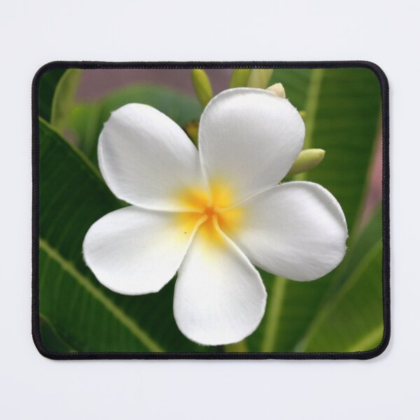 Item preview, Plumeria flower designed and sold by zumi.