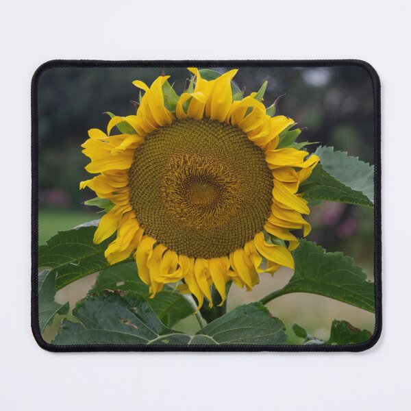 Item preview, One Big Sunflower designed and sold by GingerMan2550.