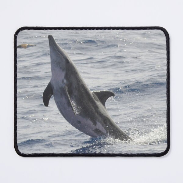 Item preview, Rough-toothed dolphin Steno bredanensis designed and sold by Chloé Yzoard.
