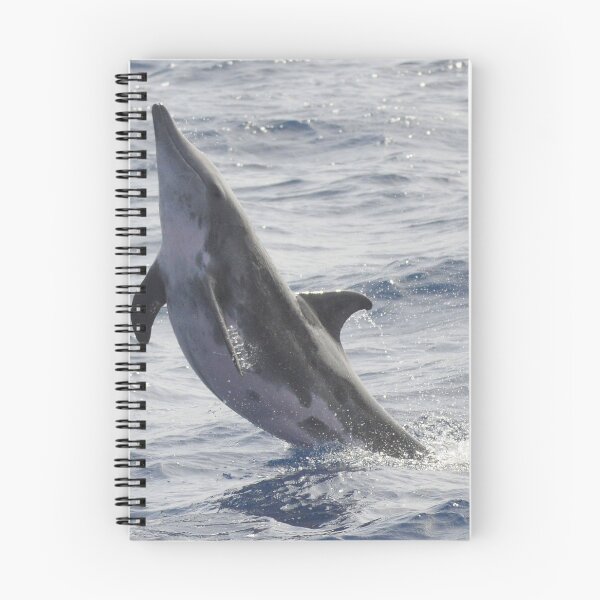 Item preview, Rough-toothed dolphin Steno bredanensis designed and sold by Chloé Yzoard.
