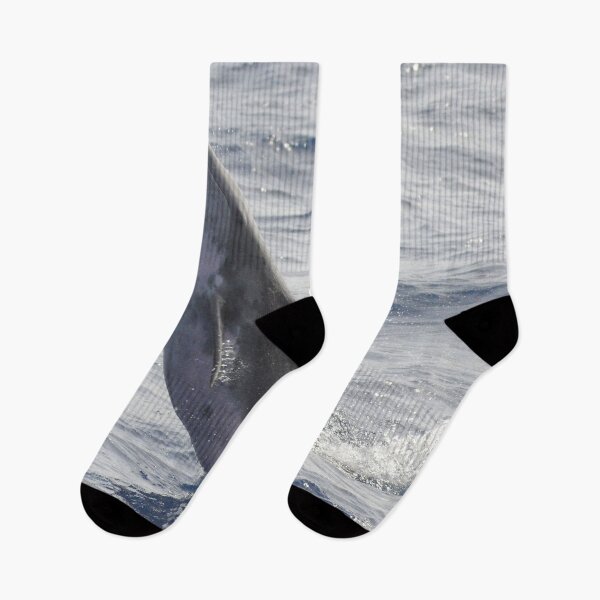 Item preview, Rough-toothed dolphin Steno bredanensis designed and sold by Chloé Yzoard.