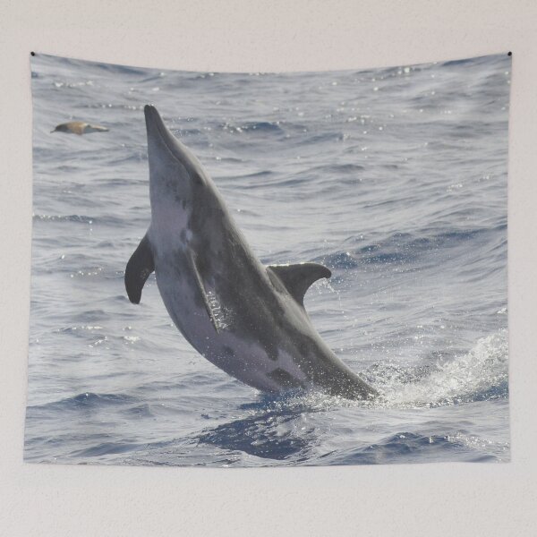 Item preview, Rough-toothed dolphin Steno bredanensis designed and sold by Chloé Yzoard.