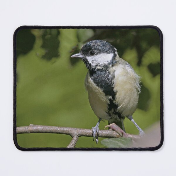 Item preview, r1502/ Super New Finition oiseau mésange Charbonniére b 34 (c)(t) Olao-Olavia / Okaio Créations designed and sold by o.okaïo.