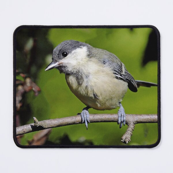Item preview, r1500/ Super New Finition 2021 Birds  b 32 (c)(h) Olao-Olavia / Okaio Créations   designed and sold by o.okaïo.