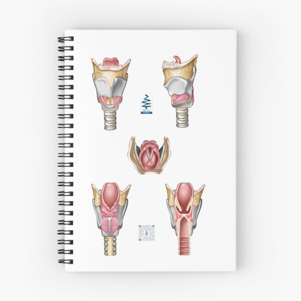 Item preview, Larynx Collection, with QR code to scan and see animation of the vocal folds! designed and sold by BlueTreePublish.