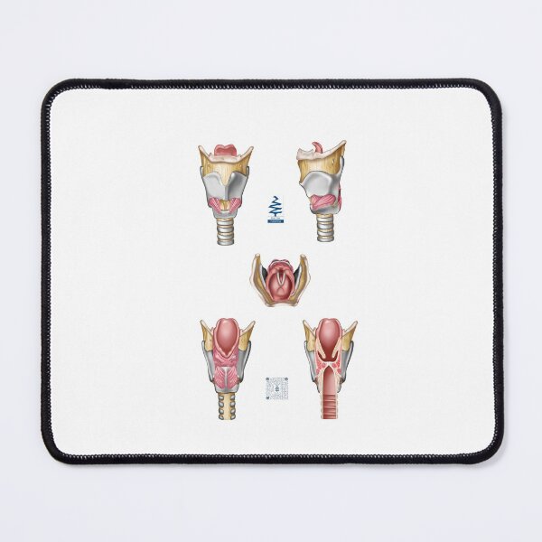 Item preview, Larynx Collection, with QR code to scan and see animation of the vocal folds! designed and sold by BlueTreePublish.