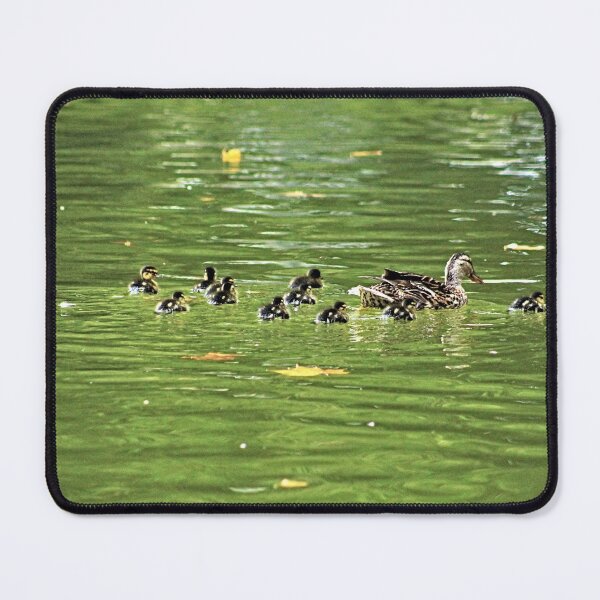 Item preview, Mallard Duck Mother and Brood of Ducklings Swimming designed and sold by Anna Lemos.