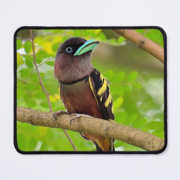 Item preview, Banded Broadbill  Tropical Bird designed and sold by MorningFive.